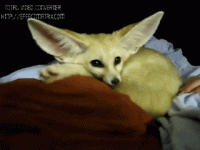 baby fox.gif