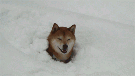 puppy in snow.gif