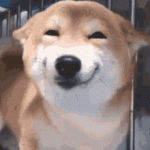 dog-smile.gif dog-smile.gif