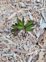 1000037832.jpg 1000037832.jpg