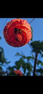 1000019780.jpg 1000019780.jpg