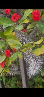 1000019978.jpg 1000019978.jpg