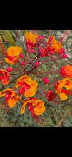 1000019979.jpg 1000019979.jpg