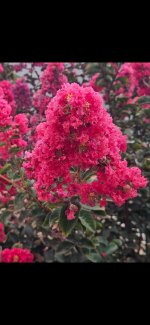 1000019980.jpg 1000019980.jpg