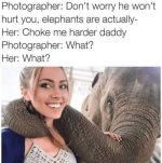 elephant.jpg