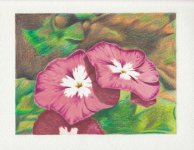 Deep Pink Flowers copy.jpg