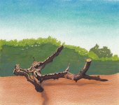 fallen tree copy.jpg