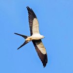 swallow-tailed-kite-andy-morffew-flight-cc.jpg