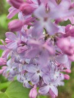 1000068257.jpg 1000068257.jpg