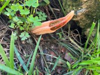 IMG_5717.jpeg IMG_5717.jpeg