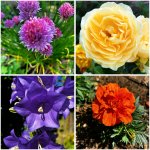 447ABAA9-06A2-4082-84C7-6796BC7A8155.jpg 447ABAA9-06A2-4082-84C7-6796BC7A8155.jpg