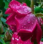 1000068334.jpg 1000068334.jpg