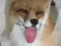 fox-funny-tongue-out-pi3ipkrd7u24hrxm.gif