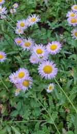 pretty.jpg pretty.jpg