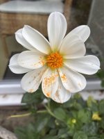 IMG_8256.jpeg IMG_8256.jpeg