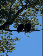 Screenshot 2025-10-23 at 9.17.14 PM.png