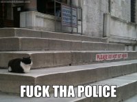 fuck the police cat on steps.jpg