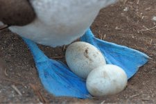Blue-footed-booby-with-eggs-on-feet.jpg Blue-footed-booby-with-eggs-on-feet.jpg