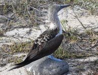 smaller2-booby.jpeg smaller2-booby.jpeg