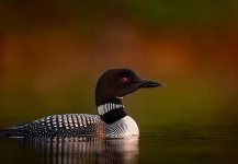 common loon.jpg