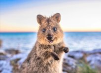 quokka.jpg