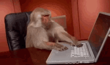 monkey-technology.gif