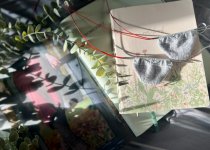 IMG_9718.jpeg IMG_9718.jpeg