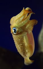 baby_cuttlefish_by_mentaldstruction.jpg baby_cuttlefish_by_mentaldstruction.jpg