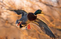 IMG_3209 Medium.jpeg