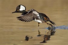 IMG_3223 Medium.jpeg IMG_3223 Medium.jpeg