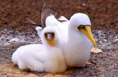 Booby-Bird-5.jpg Booby-Bird-5.jpg