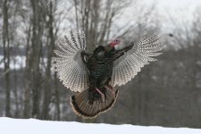 IMG_3261.jpeg IMG_3261.jpeg