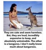 Kangaroo.jpg