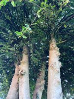 IMG_4188 (1).jpg IMG_4188 (1).jpg