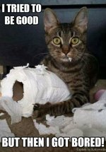 Pet Mischief Humor.jpg