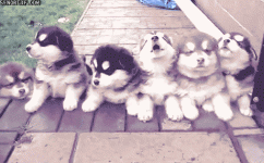 goggie-gif-puppy-posse.gif