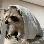 h2di-raccoon-hide.gif