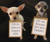 Therapy dogs.jpg