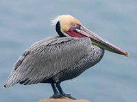 pelecanus-occidentalis.jpg pelecanus-occidentalis.jpg