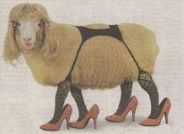 Sheep_in_lingerie_thread_8991742.jpg