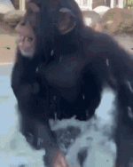 monkey-happy[1].gif