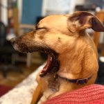 IMG_1115.jpeg IMG_1115.jpeg