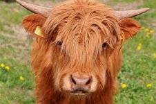 highland-cattle.jpg