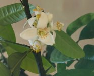 Blossom.jpg Blossom.jpg