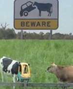 IMG_4412.jpeg IMG_4412.jpeg