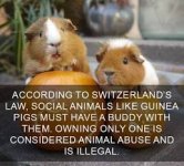 An interesting law in Switzerland : r/Damnthatsinteresting