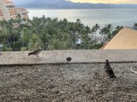 IMG_3713 Small.jpeg IMG_3713 Small.jpeg