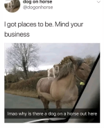 dog-on-horse-dogonhorse-got-places-be-mind-business-imao-why-is-there-dog-on-horse-out-here.png dog-on-horse-dogonhorse-got-places-be-mind-business-imao-why-is-there-dog-on-horse-out-here.png