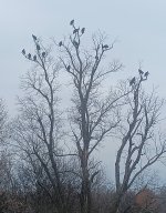 BuzzardTree.jpg