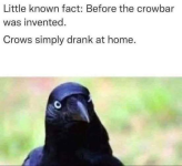 little-known-fact-before-crowbar-invented-crows-simply-drank-at-home.png
